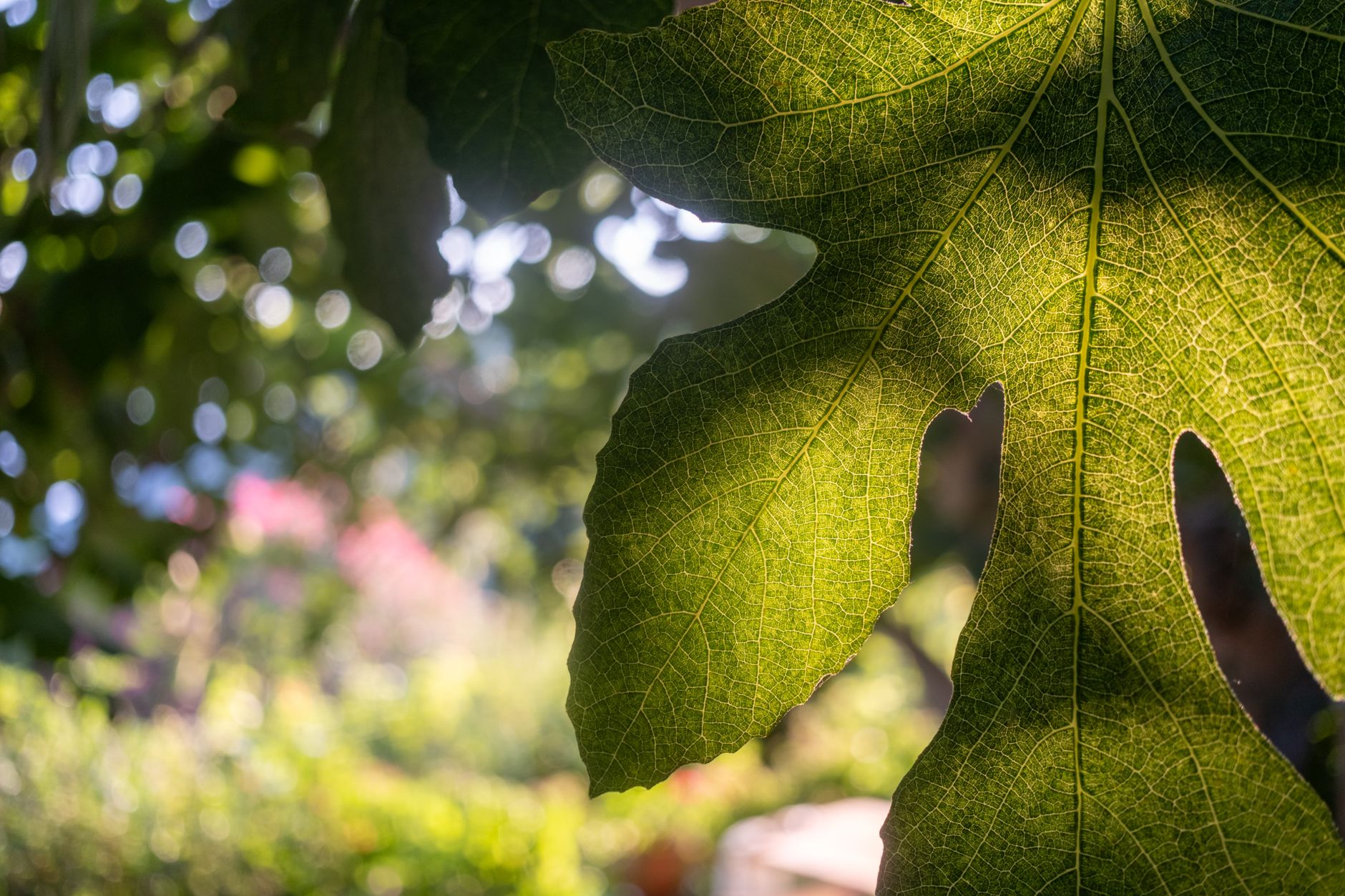 The Fig Tree That Had One More Year: A Reflection on Luke 13:6–9