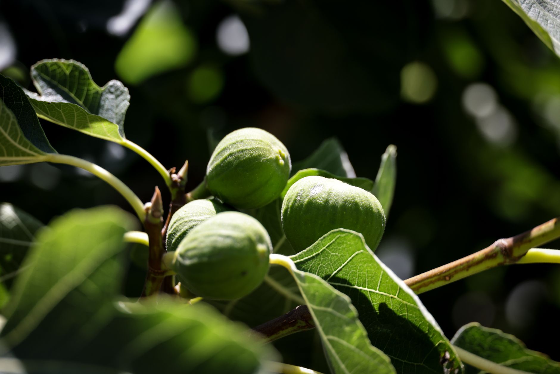 The Fig Tree That Wasn't Ready: A Reflection on Mark 11:12–14