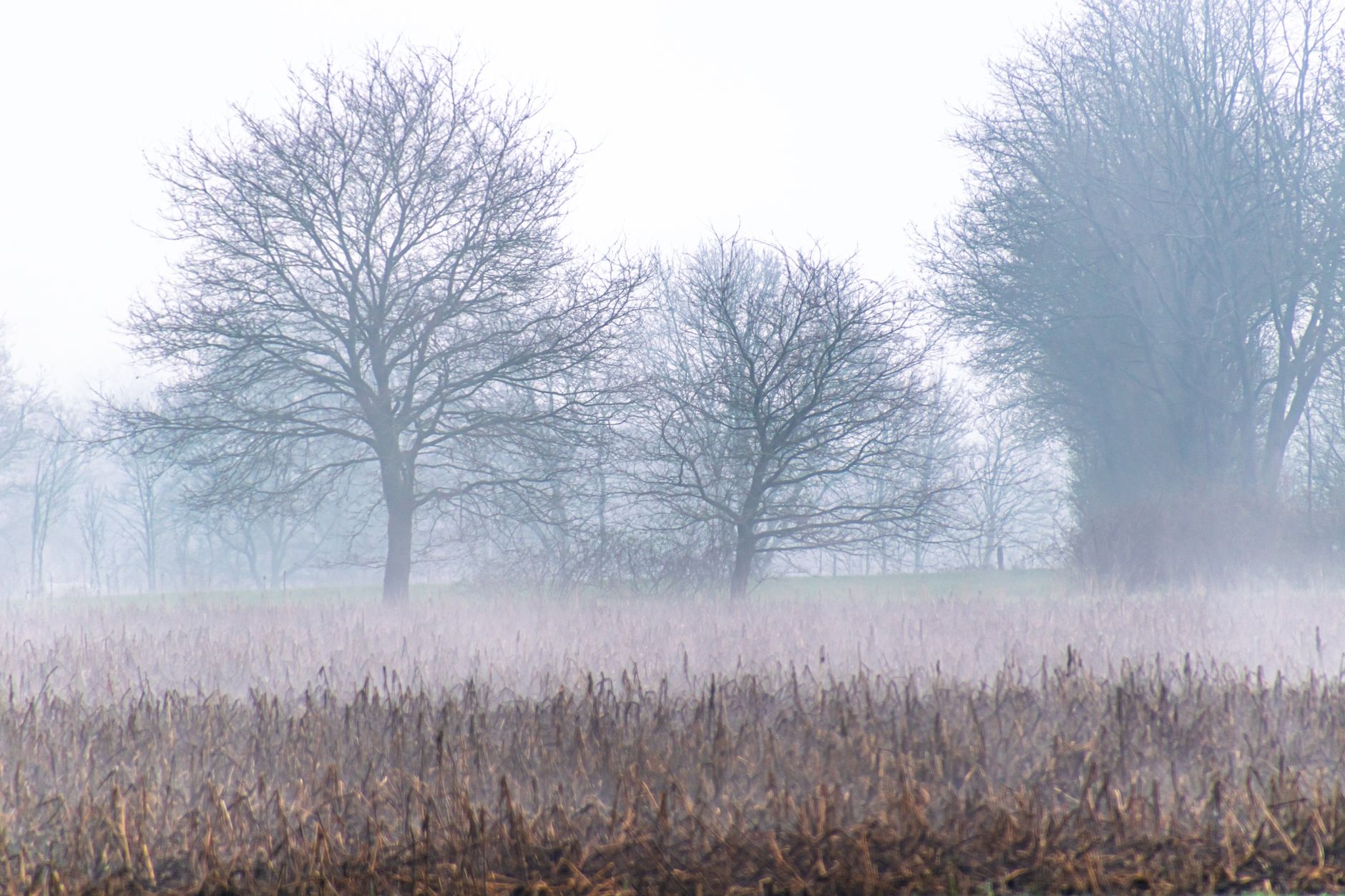 The Morning the Fog Didn't Lift