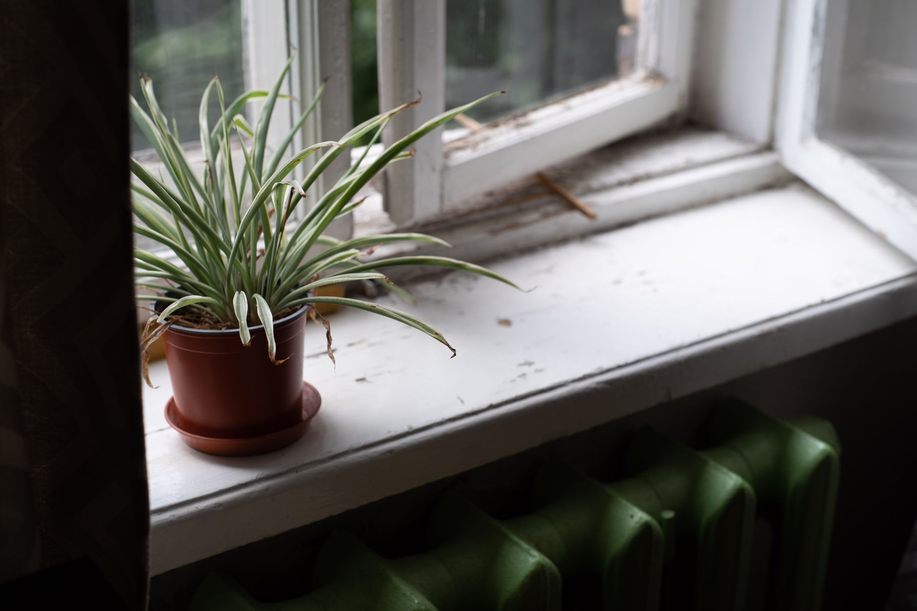 The Plant I Keep Promising to Water